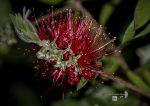 El primer Callistemon del 2013.jpg